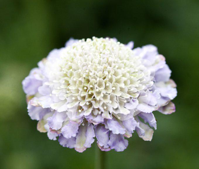 bloemen en planten vvbvanbree     1111